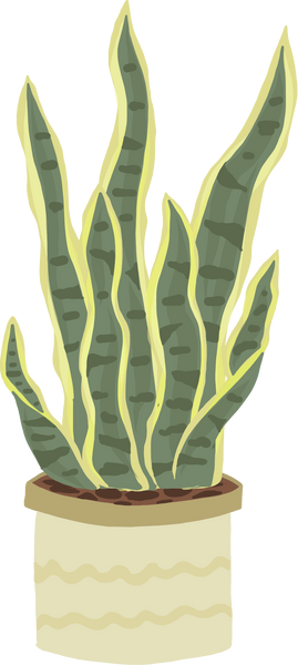 Potted Snake Plant